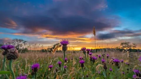 A bunch of thistles in a field. They are very purple and the sky is orange and blue.