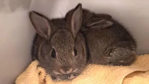 Two bunnies sitting on a beige towel inside a container.