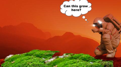 Photoshopped Moss onto Mars with Astronaut thinking 'can this grow here'