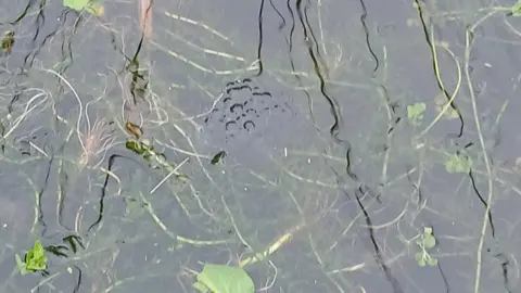 Carole Cilia Frogspawn in a pond with some weed.