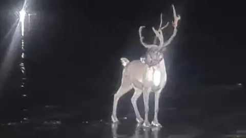 Photo of a reindeer standing on a beach through night vision