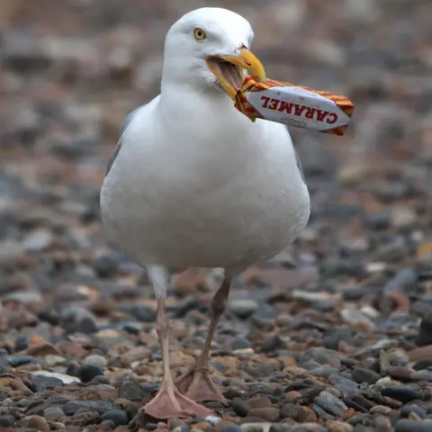 Brenna Young A gull walking along with a biscuit in a wrapper in its mouth.