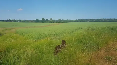 Malcolm Keysell A large empty plot of land, there is a brown dog standing on it.
