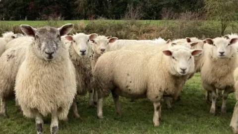 BBC A small herd of sheep looking towards the camera, standing on green grass with a scrappy hedgerow behind and more fields leading to trees