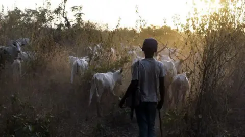 A boy drives cattle in Benue state in 2018.
