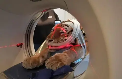 A tiger with lasers running along its face