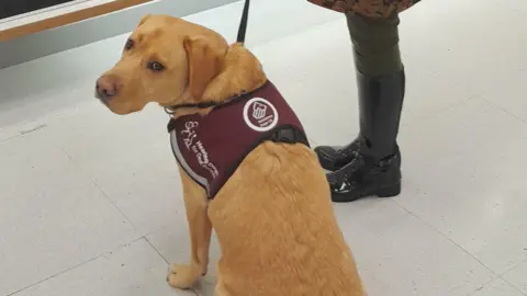 Linda Smith Toffee the assistance dog is looking back at the camera and wearing a burgundy coloured harness that says he is a Hearing dog for deaf people.