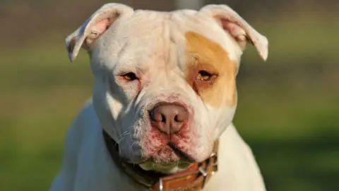 Alamy An XL bully dog, with airy   golden  fur and a spot  of darker golden  fur implicit    his near  eye, wearing a heavy   brownish  leather collar, staring straight  astatine  the camera