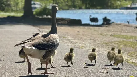 EmmaH The rear of a large goose waddling along a path with her little goslings heading towards some water in the distance.