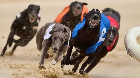 Five greyhounds sprinting round a track at high speed. Each dog is wearing a coloured jacket with a number on it. The jackets are white, blue, red, orange and black. The dogs' paws are kicking up sand as they run.