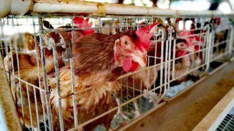 Getty Images Caged chicken