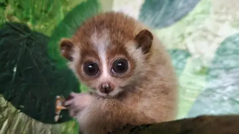 Pygmy Slow Loris 