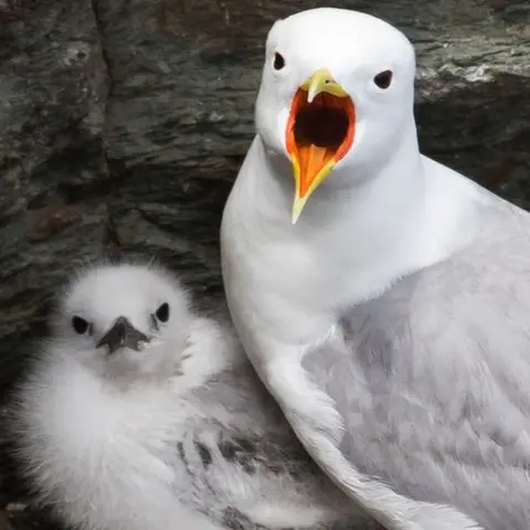 Ben Porter Gwylan goesddu gyda'i chyw;