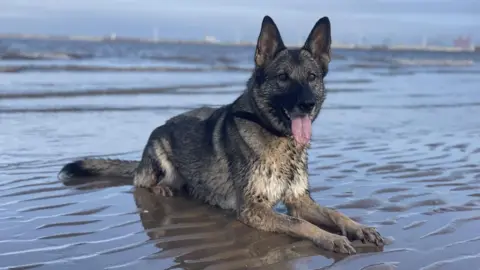 A dog sat on a beach. The dog has messy brown and white fur and has its tongue sticking out.