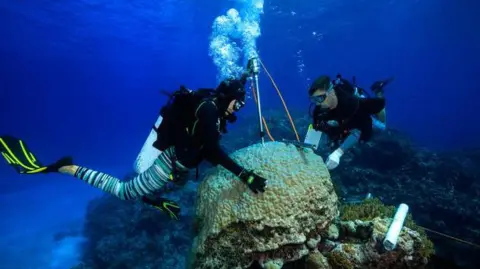 Tan Sinclair-Taylor scientists drilling coral cores in the Coral Sea