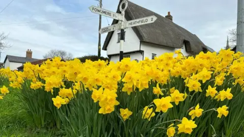 Paul Earnshaw Dutch Master daffodils in Thriplow