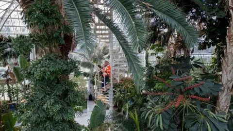 Reuters A man in a hi-vis jacket up a staircase in a glass palm house, pruning some large plants 