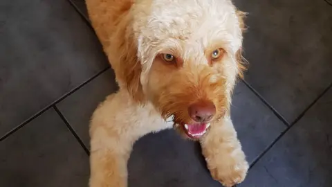 Cockapoo biting store