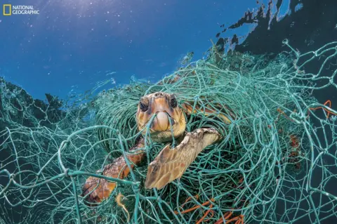 Jordi Chias / NAtional Geographic Turtle