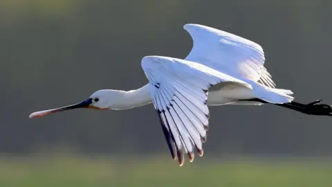 RSPB A flying spoonbill