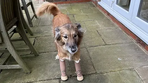 Cola with his new legs