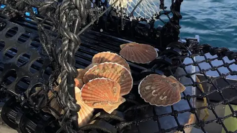 Fishtech Marine Scallops
