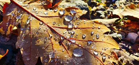 Victor Tregubov Close-up of an orange leaf with droplets of water clustered on it