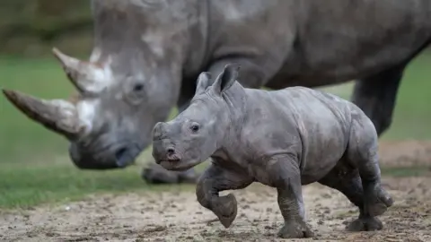 Joe Giddens/PA Wire Rhino calf