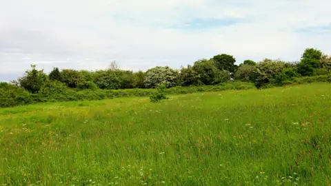 Mark Ashdown The Brislington Meadows in spring. There is long green grass filled with wildflowers and the space is enclosed by hedges and trees.