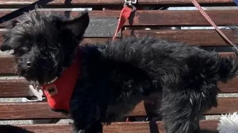 A black, thin shaggy dog on a park bench.