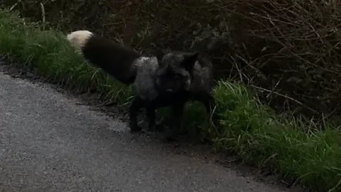 Karm Singh Black fox spotted by Karm Singh