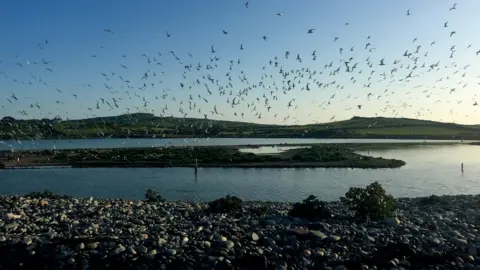 Nia H Jones/NWWT Terns flock above Cemlyn Bay
