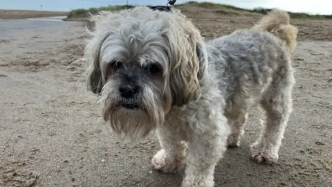 BBC A dog on a beach