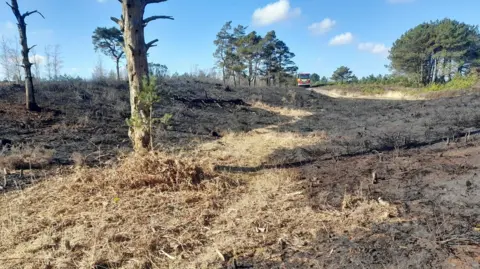 Dorset Heaths Partnership A dry and burnt landscape in the sun. A few bare tree trunks are standing but everything at ground level is brown. A fire engine and green trees can be seen in the distance.