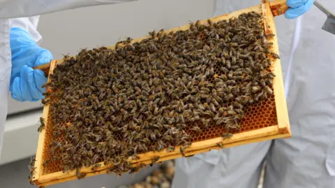 A bee hive frame covered in honey and bees