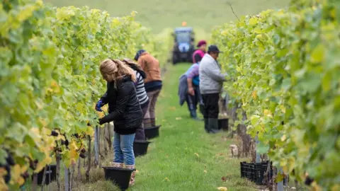 PA Media Migrant workers in a UK vineyard