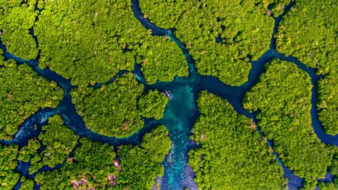 Janos Leo G. Andanar An aerial view of a mangrove forest with various river tributaries