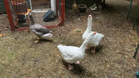 George King/BBC Geese at the sanctuary