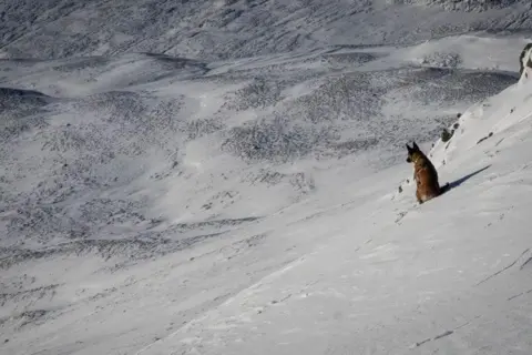 SAIS Southern Cairngorms Rogue 