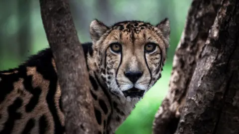 Getty Images A cheetah looks directly at the camera from between two branches