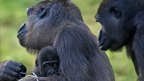 A baby gorilla is hugging into a mother gorilla. A third gorilla is standing nearby.