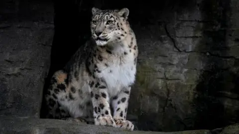 Jason Brown Irina a white and black snow leopard sat in a caved area looking out and pondering