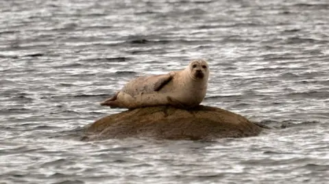 A seal lying on a rock in water, with hillside in the distance.