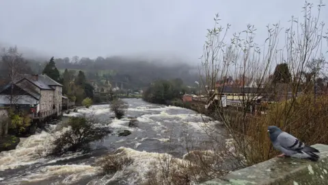 Weather Watchers / craigmiddleton895 A high river in a rural village, with a pigeon sat on a wall in the forefront of the image looking over the river