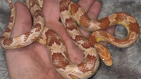 Young brown Amel corn snake in woman's hand resting on a plush grey blanket.