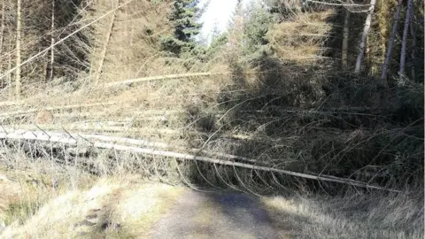 A tree across a path in Hamsterley