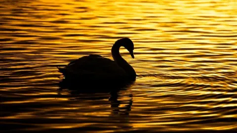 Liz McCauley A swan is silhouetted in the ripples of water at sunrise.