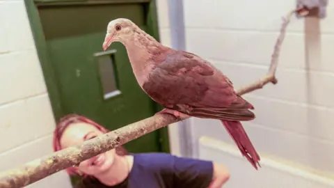 A pink pigeon sat on a branch in an enclosure at Paignton Zoo with a female zookeeper with pink hair watching on.