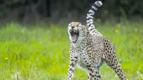 Gildas Griffiths Photography A cheetah at Bristol Zoo project yawns, showing all of his teeth