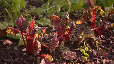 Purple, red vegetables on a patch with earth and greenery behind